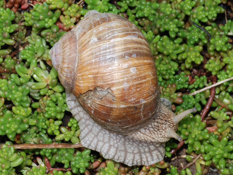 Weinbergschnecke