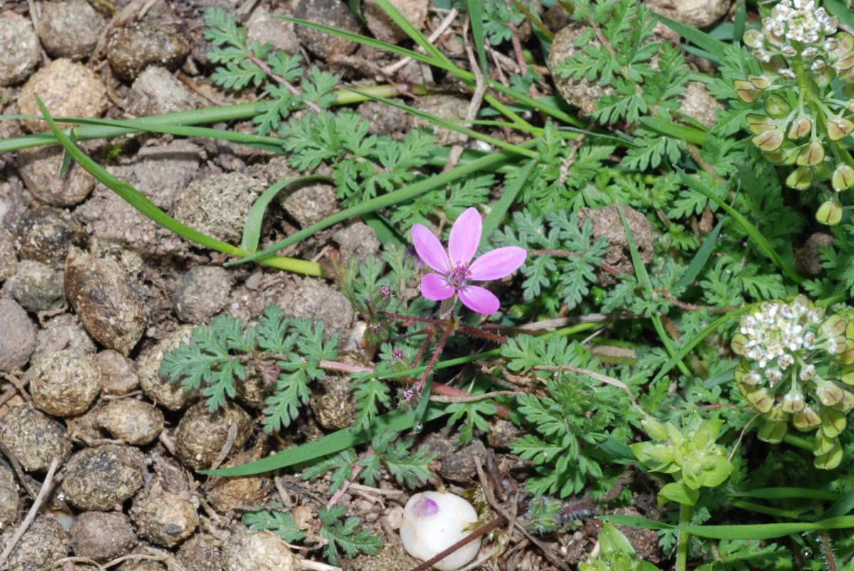 Vielfalt im Kleinen