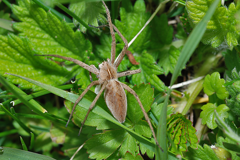 Listspinne