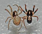 Radnetzspinne Hypsosinga albovittata
Weibchen (links) und Männchen