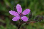 Reiherschnabel (Erodium cicutarium)