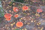 Fliegenpilz (Amanita muscaria) (Foto: M. Scholler)