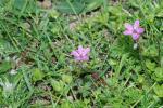 Reiherschnabel (Erodium cicutarium)