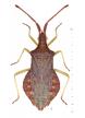 Haploprocta sulcicornis (Foto: G. Strauss, Biberach)