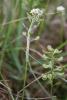 Auf den Stängeln des Bauernsenfs parasitiert der Falsche Mehltaupilz (Hyaloperonospora teesdaliae) (Foto: M. Scholler)