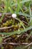 Stielboviste wie Tulostoma brumale und andere Bauchpilze findet man reichlich in den Sandrasen (Foto: M. Scholler)