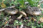 Häufig bei Birken im nördlichen Gelände findet man den Olivbraunen Milchling (Lactarius necator) (Foto: M. Scholler)