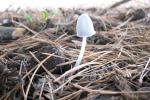 Der Schneeweißer Tintling (Coprinus niveus) auf Eselkot unter einer Kiefer im Nordgelände (Foto: M. Scholler)