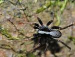 Pardosa lugubris (Männchen)