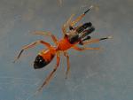 Myrmarachne formicaria (Männchen)
ahmt Ameisen nach