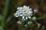 Bauernsenf (Teesdalia nudicaulis)